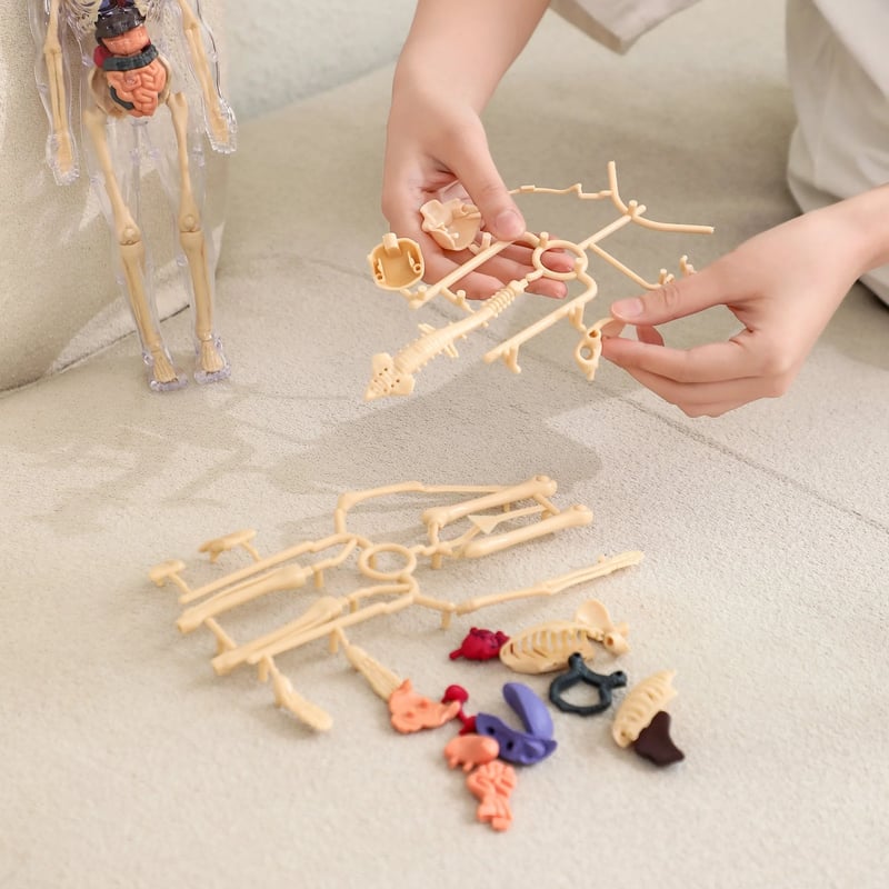 VitaForm™ 3D Anatomy Explorer — Unlock Mastery by Seeing and Touching Every Body Detail