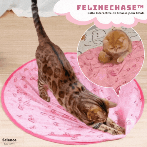 TurboPounce™ — Ignite Your Cat’s Hunter Spirit for Endless Joyful Action