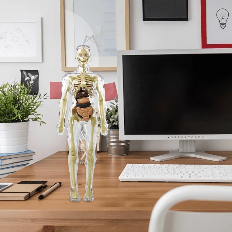 VitaForm™ 3D Anatomy Explorer — Unlock Mastery by Seeing and Touching Every Body Detail