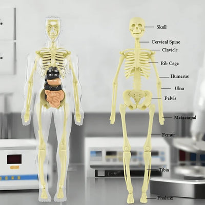 VitaForm™ 3D Anatomy Explorer — Unlock Mastery by Seeing and Touching Every Body Detail