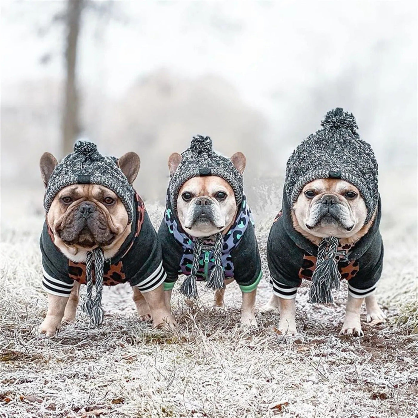 ArcticPaws Pet Beanie