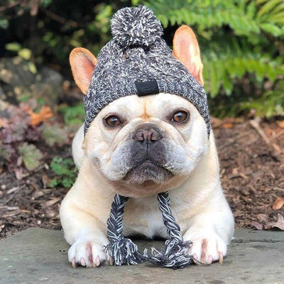 ArcticPaws Pet Beanie